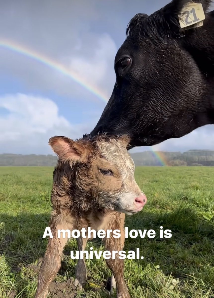 Motherhood is a sacred bond to be respected and protected not exploited.
Be #vegan #plantbased 💗