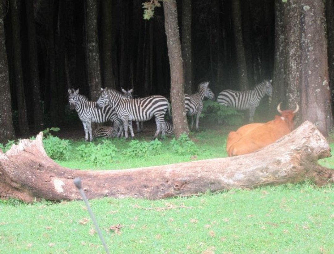 Spot the odd one out? Nope, just some unconventional grazing buddies! 🦓🐮💚

#NatureLovers #zebras #mtkenya #mountkenya #magicalkenya