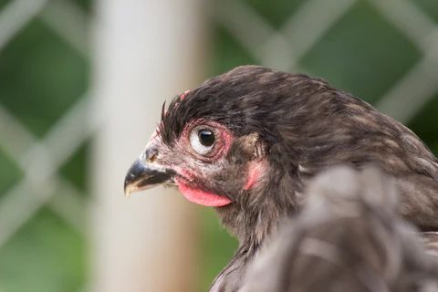 farmhutafrica's tweet photo. Good morning💚 

Something for our poultry farmers. Let's talk about mycoplasma and it's impact: https://t.co/W1YYStJ5HT https://t.co/RhLWjoy066