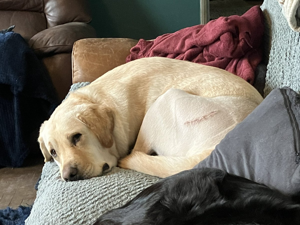 Limpy Lab Max tweet media