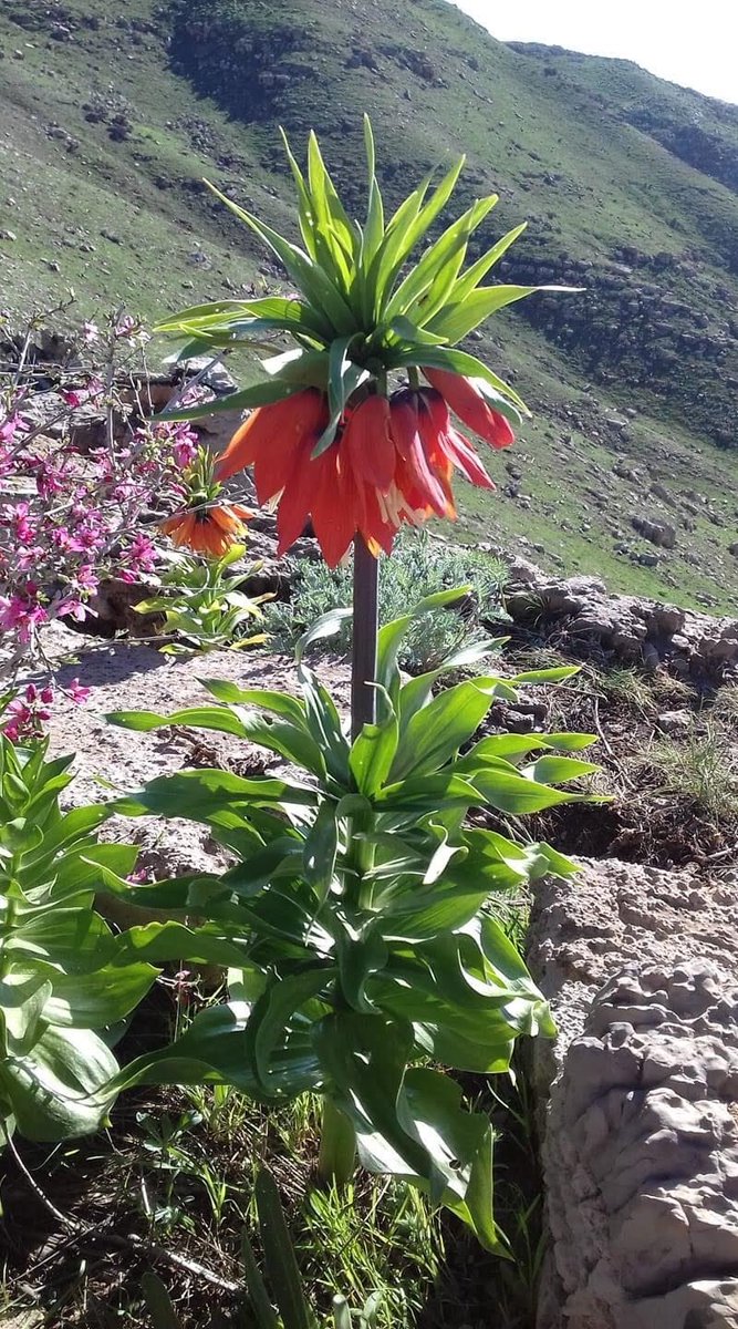 Günaydınlar hayırlı ve huzurlu bir gün diliyorum...🇹🇷