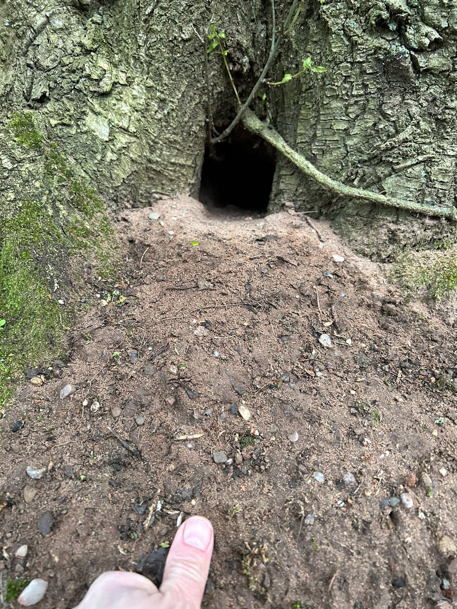 New small mammal transect along hedgerow backed by a shelter belt on one side across the @HarperAdamsUni farm. Evidence of #rabbit burrows and #mustelid activity. @Mammal_Society @PinemartensUK