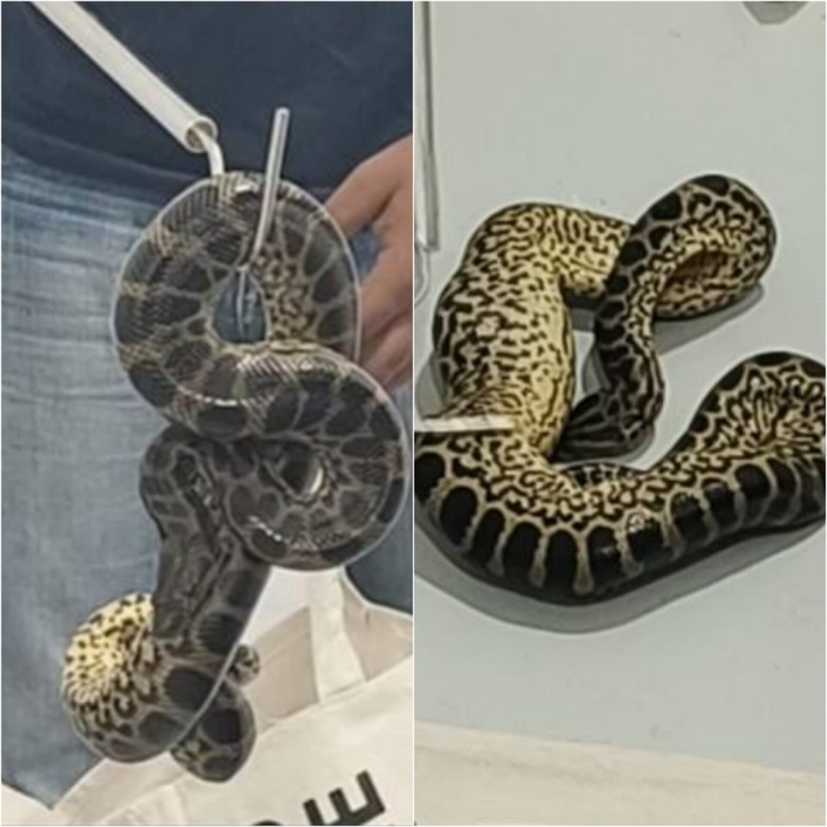 Passenger nabbed at Bengaluru Airport for smuggling 10 yellow anacondas in his luggage from Bangkok. Wildlife trafficking won't be tolerated! 

Read more on shorts91.com/category/india

 #Bengaluru #AirportSecurity #WildlifeProtection #YellowAnaconda