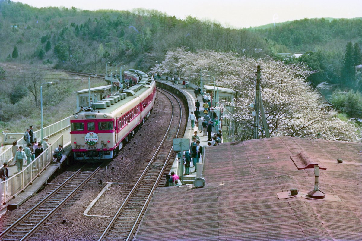 桜とキハ28 キハ58さよなら列車。