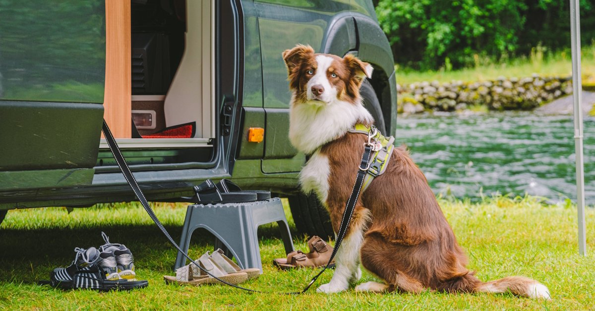 Wil je deze vakantie een rondreis maken met je hond? En ga je dan ook door landen die niet bij de EU horen, zoals Albanië of Montenegro? Bereid dat dan goed voor, want de invoereisen én de eisen om terug te kunnen komen zijn anders dan binnen de EU! Lees licg.nl/nieuws/rondrei…