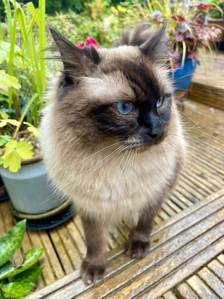 “If you want the rainbow, you gotta put up with the rain!” #whiskerswednesday 🌨️😻🌤️🌈 #Hedgewatch 🪴