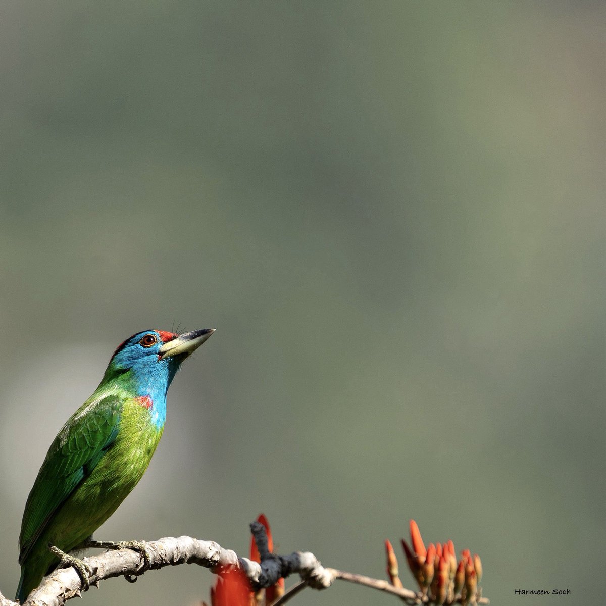 “I know I am pretty but am I really that cute that someone would come all the way from Amritsar and wait in mid of jungle for me to perch myself on a branch and get that glint of sun in my eye?” - Blue-throated barbet! ♥️

#ChakkiMod
#HimachalPradesh