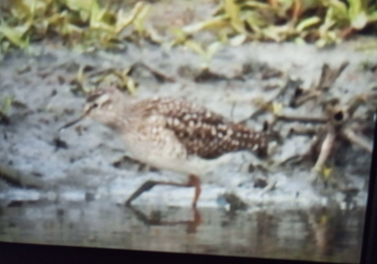 @Staffsbirdnews Correction:+ 3 Green Sands and a Wood Sand from hide! @Staffsbirdnews