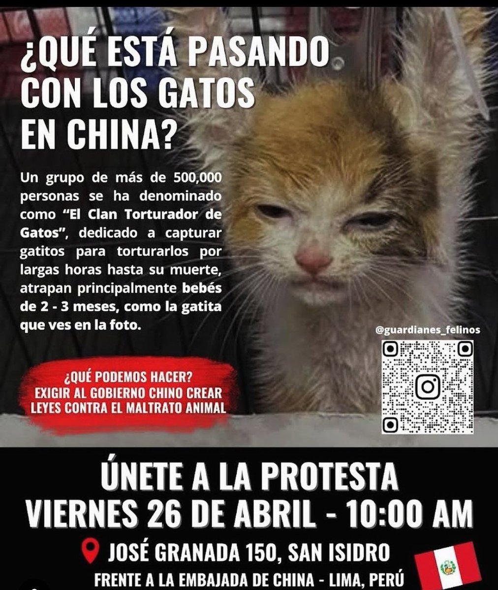 Alejo_23Esp's tweet photo. 🇱🇹🇦🇷🇵🇪🇨🇵🇪🇦
This is the order of global protests by @felineGuardians. Thanks to all activists worldwide who continue to protest:
📌 #Argentina April 26th (11:00 am)
📌 #Peru April 26th (10:00 am)
📌 #France May 4th (to be confirmed)
📌 #Lithuania May 17th (3:00 pm)
#Spain prox https://t.co/dRa1rKKHrP