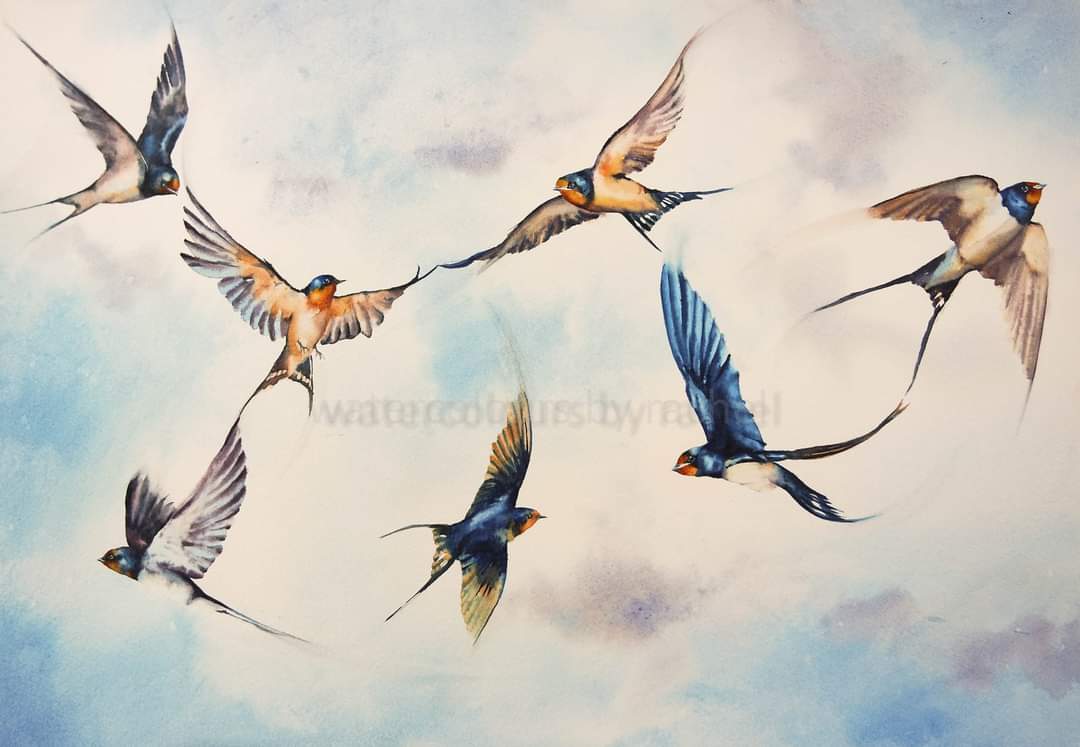 So today is my birthday, another year older but not a day wiser!
Looking forward to long sunny days ahead ...

Happy Wednesday x

#Spring #watercolour #birds #movement #watercolourpainting #sky #flight #freedom #wildlife #painting #Devon #inspiration #wings #art #artist #paint