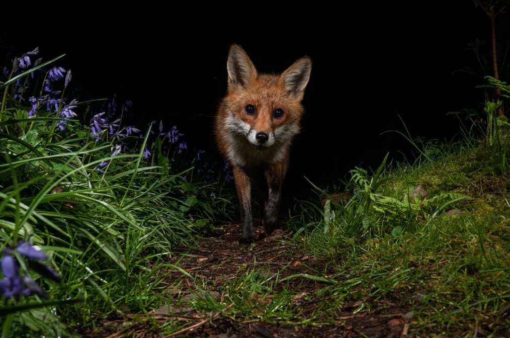 Night time in a Bluebell woods. Image taken using a DSLR camera trap.
#FoxOfTheDay