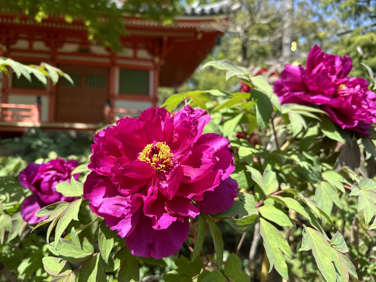 rainbowgoblinHY's tweet photo. 丁寧に手入れのされた庭園に牡丹の花が綺麗に咲いていました。
練馬の #正覚院 #牡丹
来年は咲き始めた頃にポストしますね。 https://t.co/FVIEiis7HK