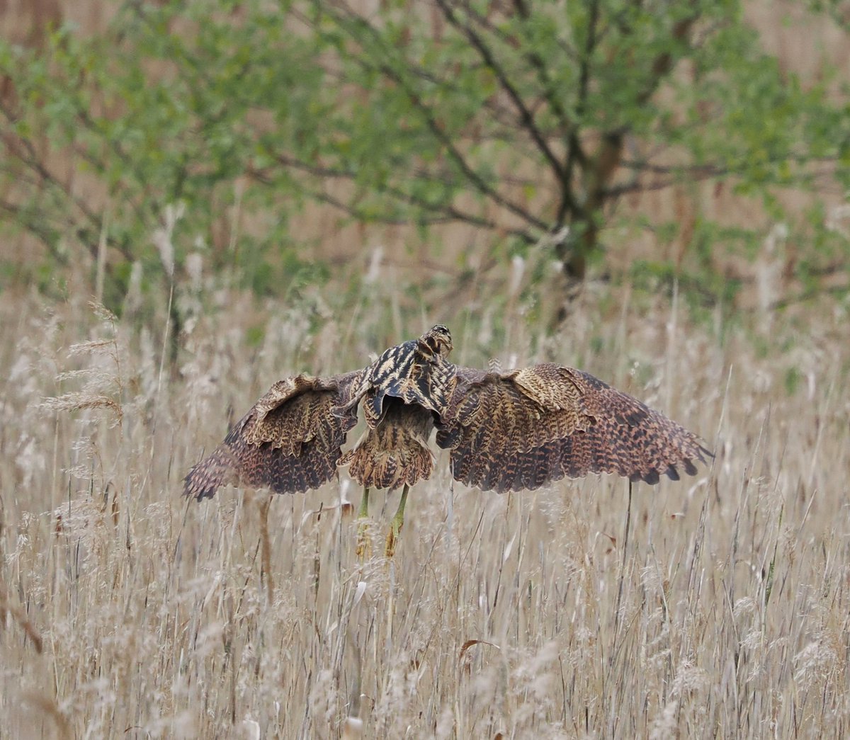 Air brakes on, flaps down, Bittern coming in to land at @RSPBMinsmere. Taken on Saturday from Island Mere hide #birds #birdphotography #wildlife #wildlifephotography #nature #NaturePhotography @Natures_Voice @suffolkwildlife @NatureUK @Britnatureguide @BBCSpringwatch