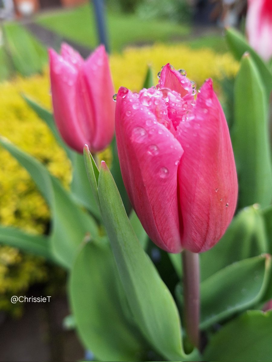 We have sunshine this morning do hope it lasts ☀️ Hope your day is a good one 🌷 #Flowers #Tulips #MyGarden #Gardening #GardeningTwitter #GardeningX