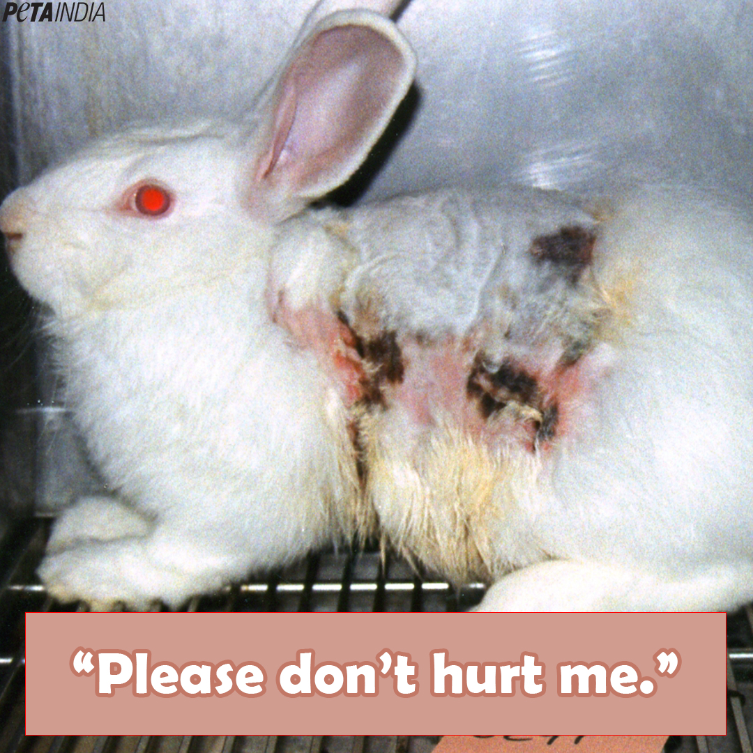 PetaIndia's tweet photo. Animal experiments mean pain, suffering, and death for animals. Help us end this cruelty: https://t.co/HGuopmMrfp .
#WorldDayForAnimalsInLaboratories #WorldWeekForAnimalsInLaboratories #StopAnimalTests #PETAIndia https://t.co/CbZl6GO9b6