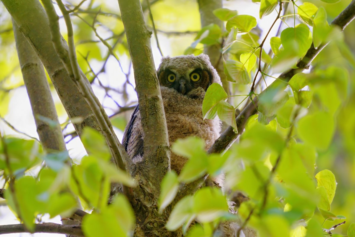 Great Horned Owl owlet Looks like angry laundry #ReimondBird