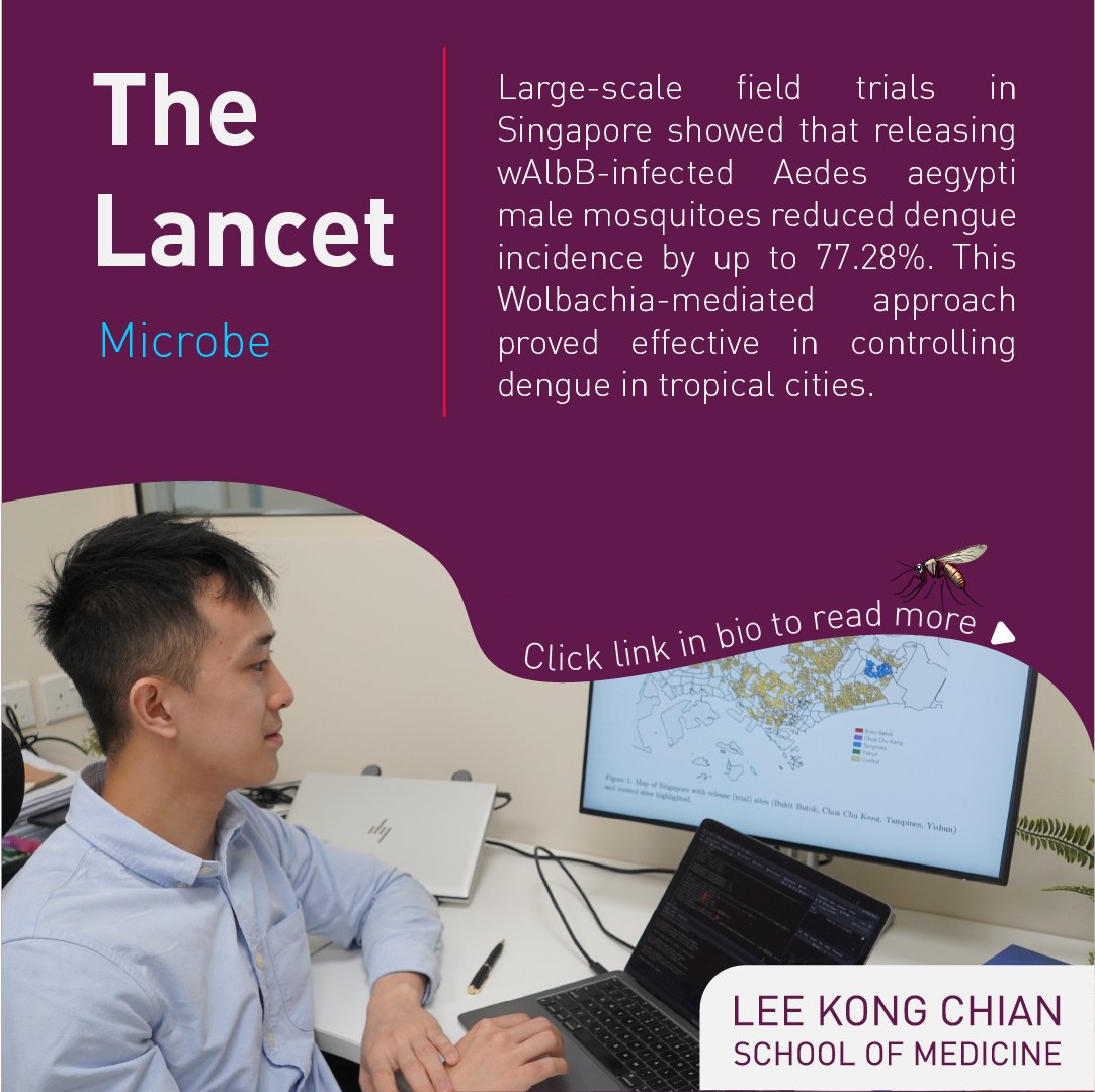 Exciting research from Singapore shows promising results in dengue control using Wolbachia-infected mosquitoes! This innovative approach reduced dengue cases by up to 77.28%. Learn more about this breakthrough study here: thelancet.com/journals/lanmi… #LKCMedicine #Research #Dengue