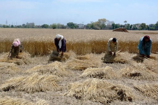 #آگے_بڑھےگا_پاکستان 
یا اللہ پاک کسانوں پر اپنا خاص رحم فرما۔۔۔۔ 
گندم کی فصل اللہ پاک خیر سے گھر لے آئے، آمین