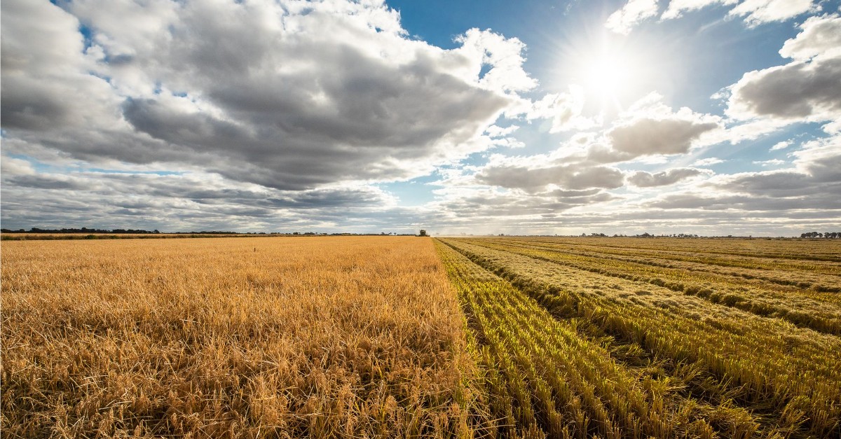 ✨Exciting updates from the AgriFutures #Rice Program 🌾 With a focus on innovation, sustainability and #WaterUseEfficiency, nine new projects are underway and are set to transform Australian rice farming! Read more about the new projects here 👉 bit.ly/4d9rtJs 🌱