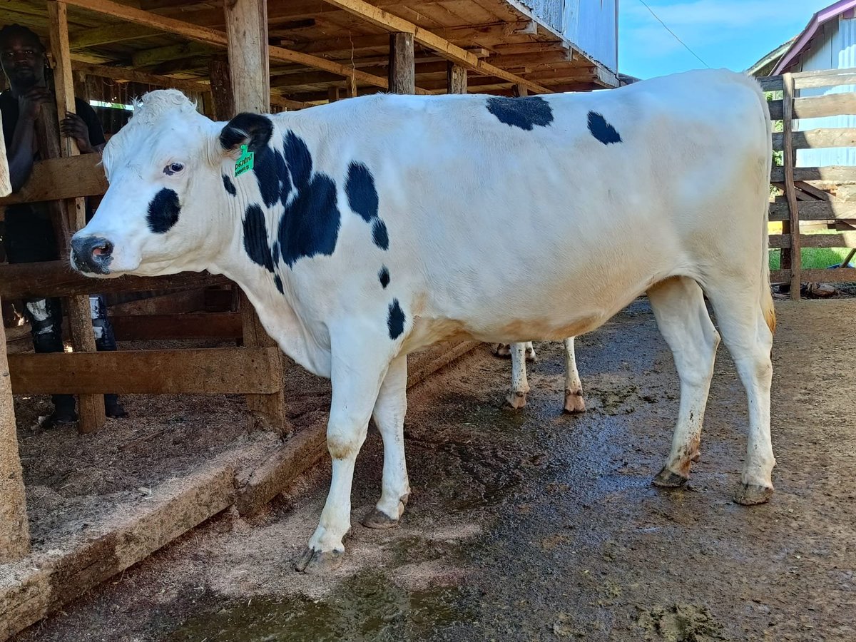 Start your own generation of dairycows with these pedigree incalfs 
✅Dams  doing great performance 35-45litres per day 
✅Served woth sexed semens from superior bulls
✅Projected to peak at 30-35litres first calving
✅Place your orders asap 
+254713802846
@JimmyWanjiru5