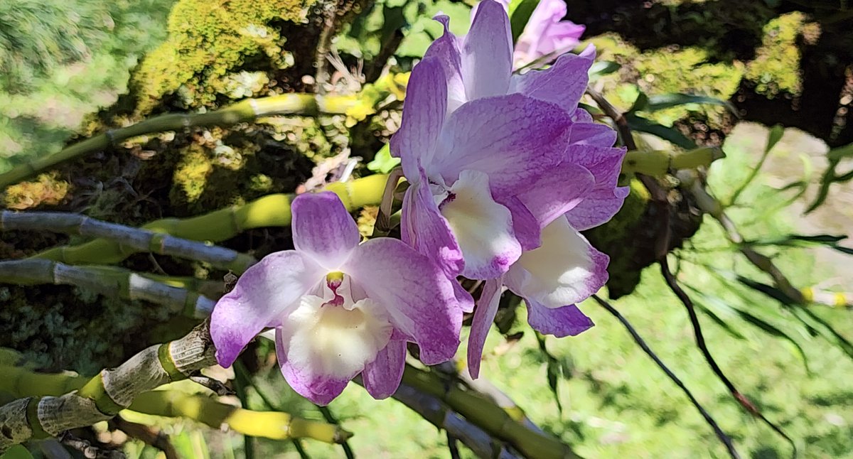 April 24th #orchid of the day: Some nobile-type Dendrobium orchids from my next door neighbor's yard.