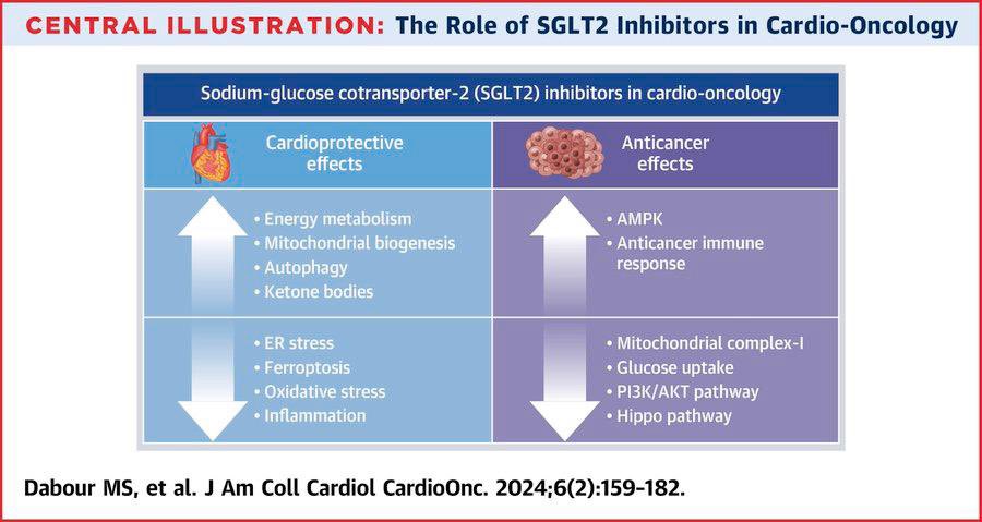 The Cardioprotective and Anticancer Effects of SGLT2 Inhibitors: JACC: CardioOncology State-of-the-Art Review

Preclinical studies show cardioprotective and anticancer effects of SGLT2 inhibitors.

jacc.org/doi/10.1016/j.…