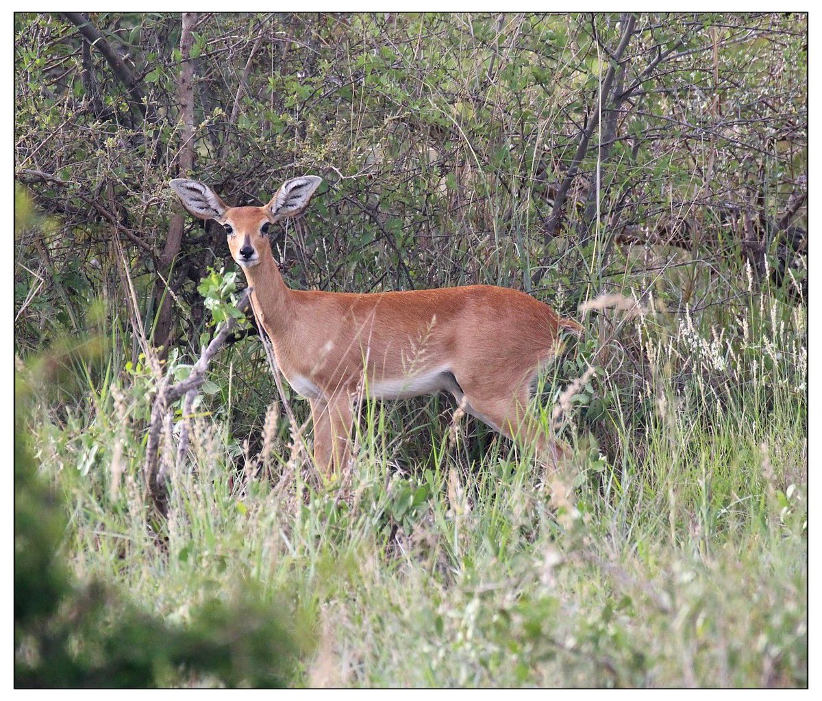 ..
🦌💨🤦🏻‍♀️ Lucky to get a shot of a Steenbok before it fled back into the bush!  #situationnormal

📸 My own.
🇿🇦 #MadikweGameReserve