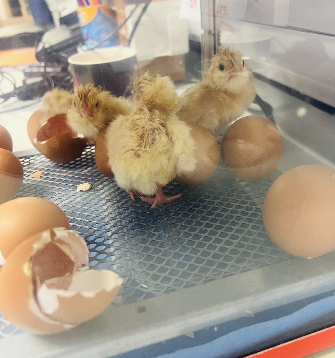 The first of our “Beacon Babies” were born overnight. Three little chicks waiting to be named when the students arrive this morning, with three more eggs about to crack. A busy morning on the delivery ward! @Livingeggs