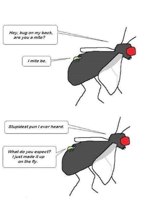 SatoshiLambo's tweet photo. This joke is really bugging me
#EntoLife #GenuineUndead https://t.co/qVqPBQzEiF
