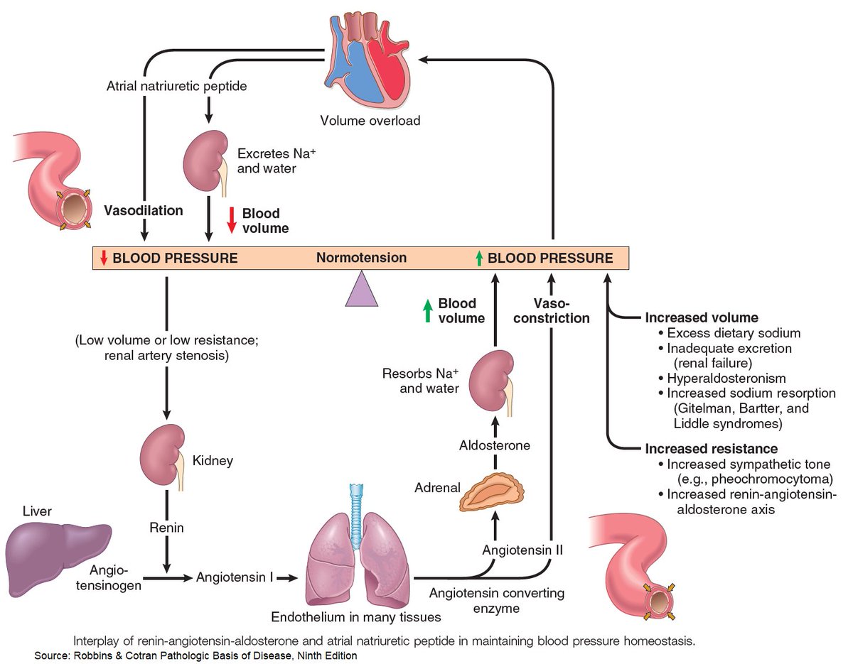 Interplay of Renin-Angiotensin-Aldosterone and Atrial Natriuretic Peptide in Maintaining Blood Pressure Homeostasis

#medtwitter #foamed #usmle