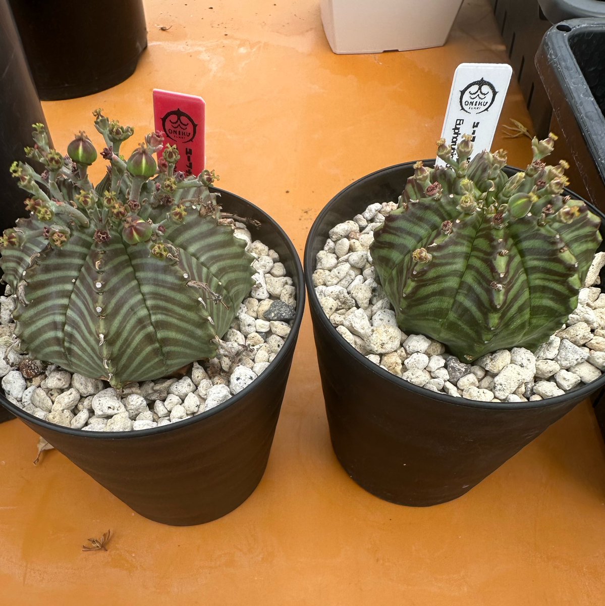 プリムリ〜 tweet media