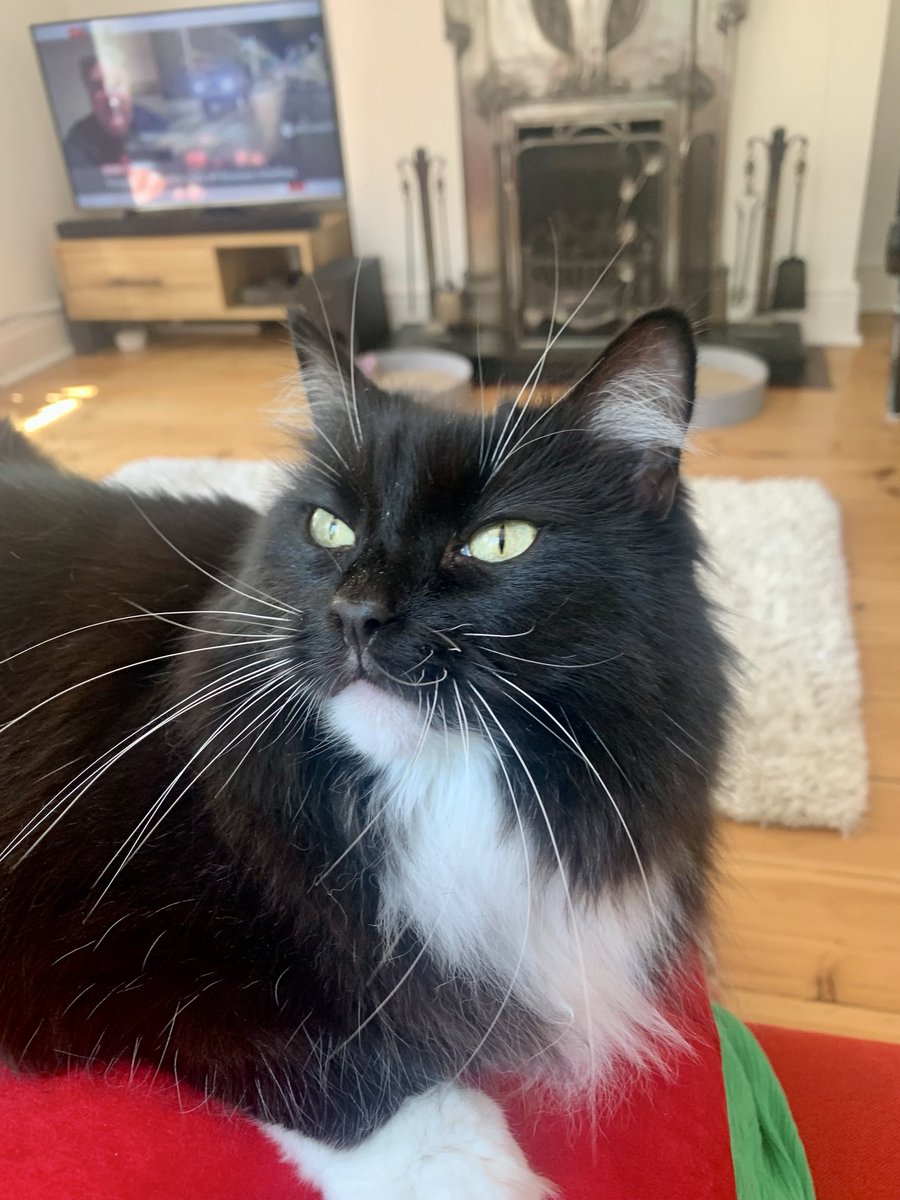 Nancy showing off her whiskers this #whiskerswednesday - have a great day furiends 💕🐈‍⬛