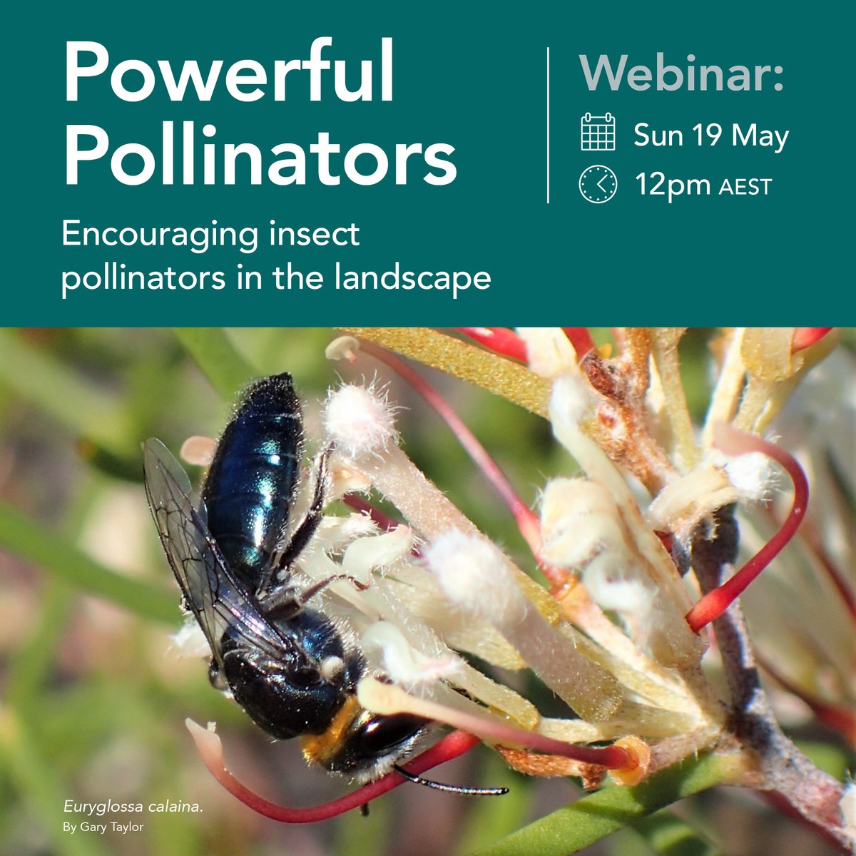 Learn about the value of planting for bees in this free webinar. Hear from specialists in botany, bees and pollination as they discuss how pollinators can play a role in supporting the natural environment and healthy farm enterprises. Register at bit.ly/3w68gaL