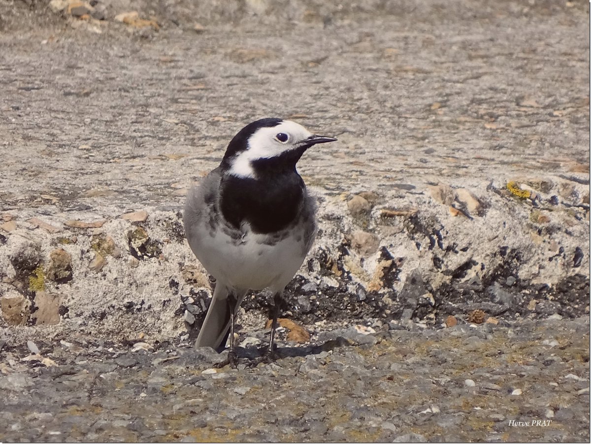 Kannerez c'hris / Bergeronnette grise / White wagtail / Motacilla alba.