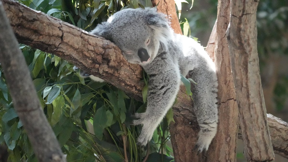 熟睡中です💤
#おもち #コアラ #東山動植物園