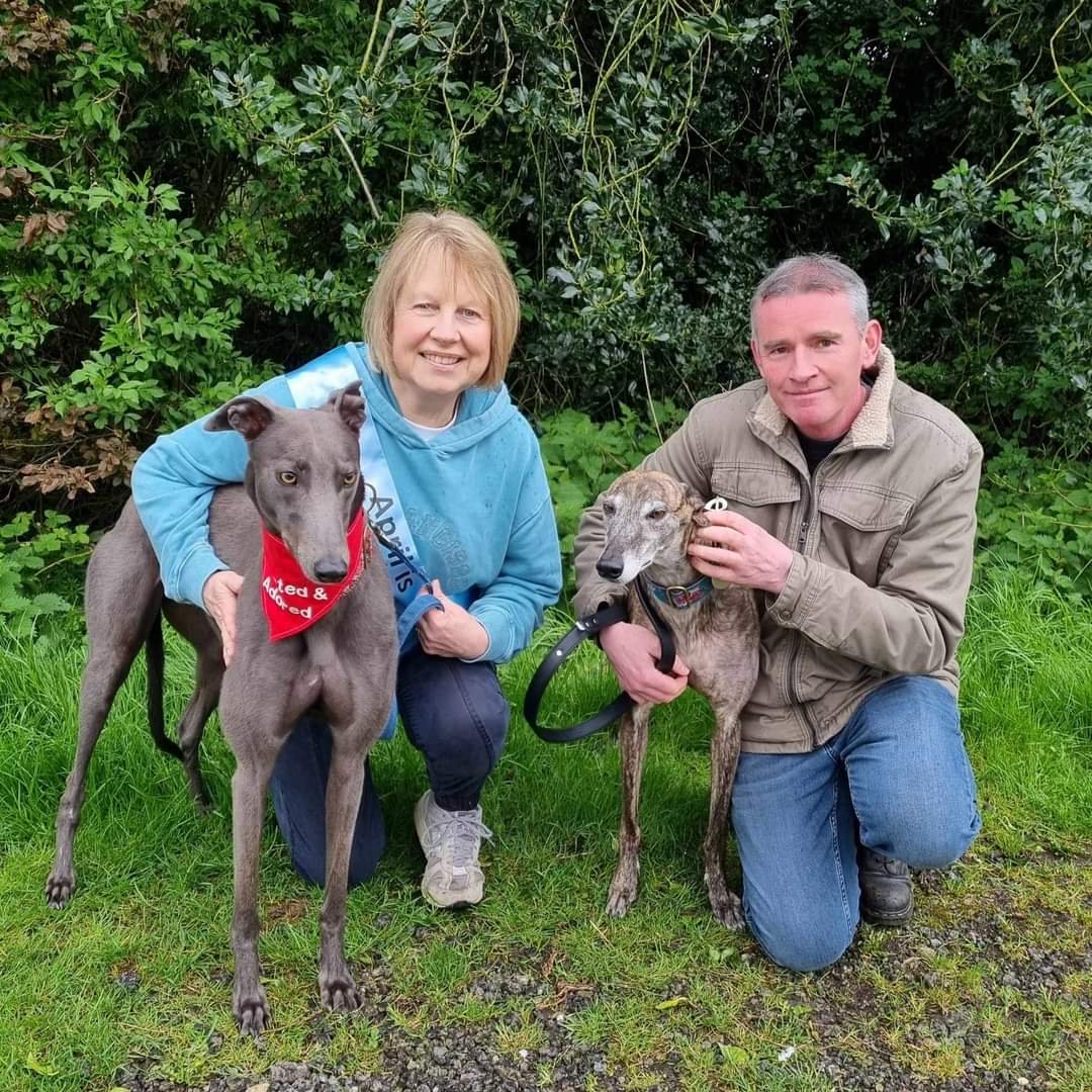 🌟HOMING NEWS🌟 We've more homing news to share with you today - and this time it's ED! Lovely ED, now known as EDDIE, is living with Makants hound EMMA and humans John and Deborah in the Didsbury area. Congratulations! @MakantsGreys #foreverhome #didsbury