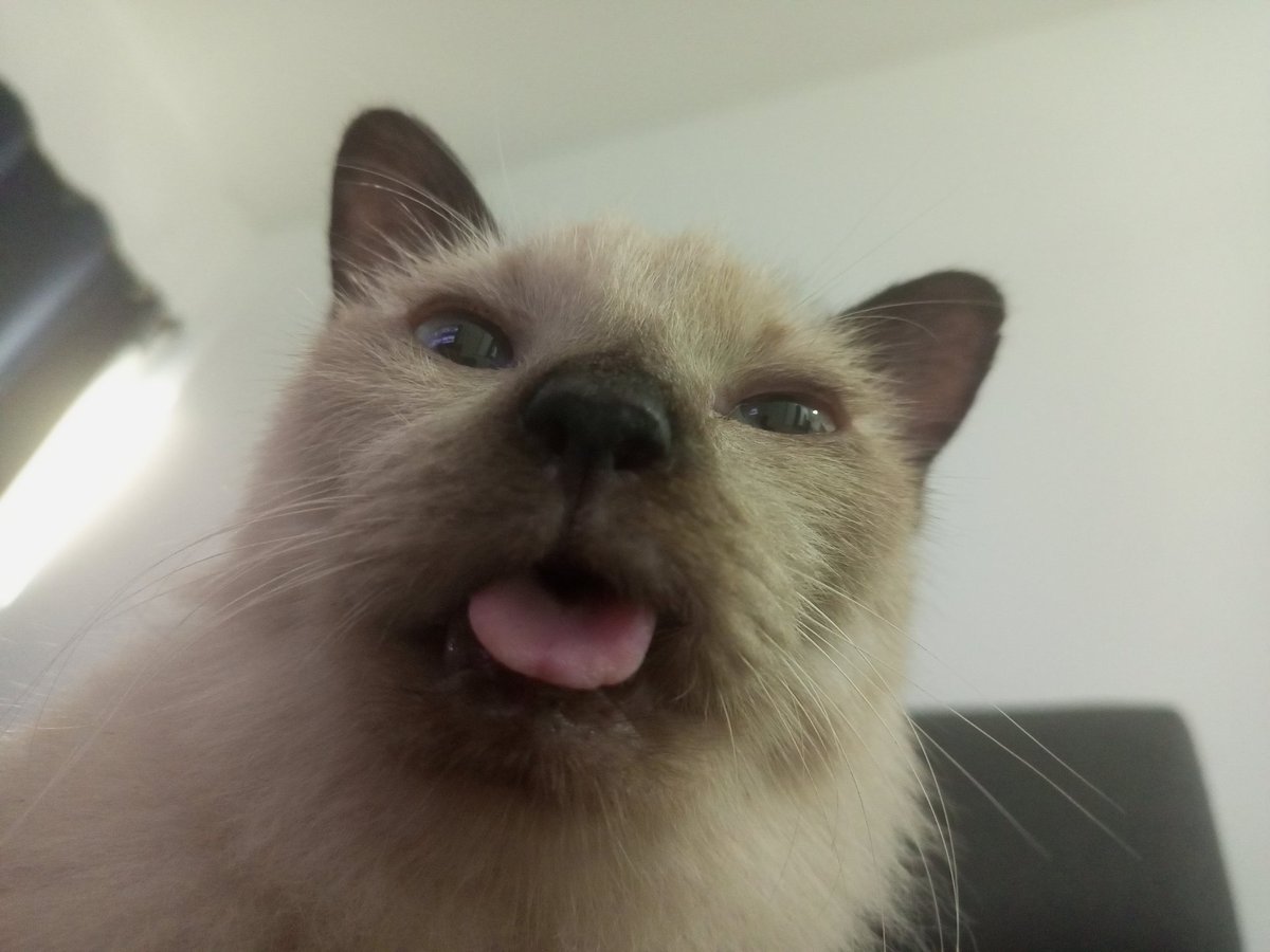 Suffy88 - Ailurophile tweet media