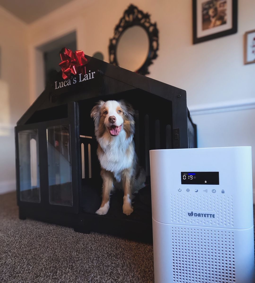 Let your furry friend thrive in a world of fresh air! Happy dog, happy life🐶🥰#dayetteair #airpurifier