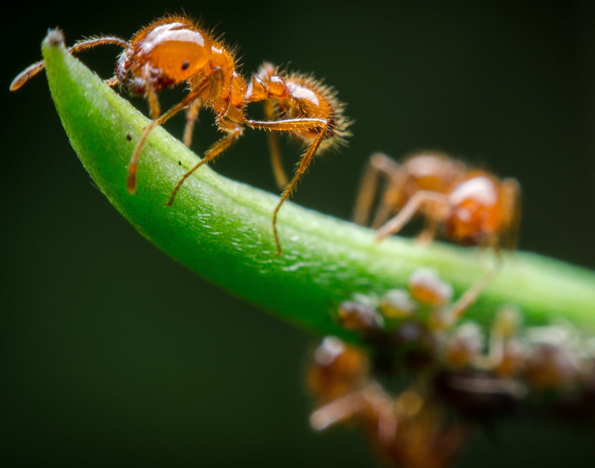 🌿 Dive into the latest updates on invasive species management! Our April 2024 Chronicle is out now. Stay informed and join us in the fight against invasive species! loom.ly/6sj718M 📰 #Biosecurity #InvasiveSpecies #CommunityPartnerships