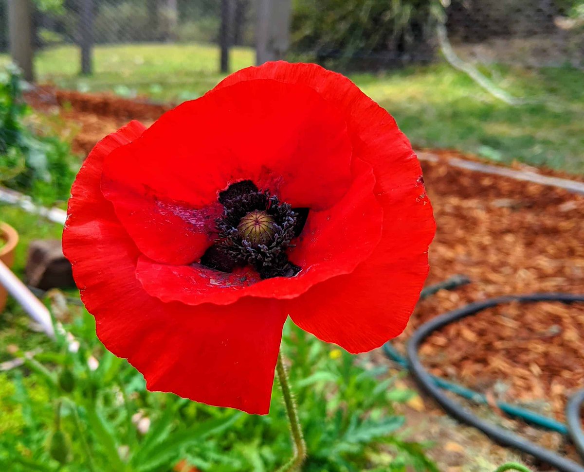 They shall grow not old, as we that are left grow old: Age shall not weary them, nor the years condemn. At the going down of the sun and in the morning We will remember them. Lest We Forget.