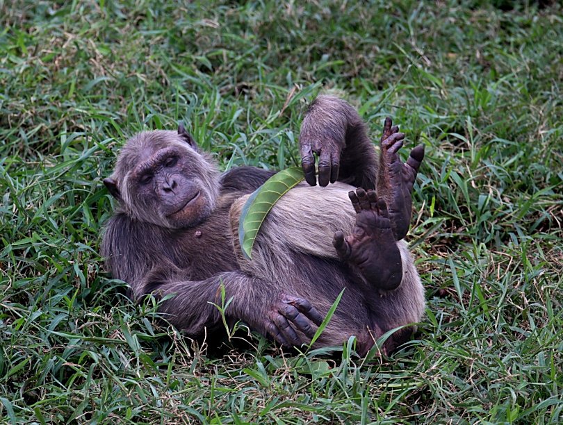ngambaisland's tweet photo. #Chimpchronicles
Work without play makes you a dull ape. Remember to balance your hustle with some fun! #WorkLifeBalance #PlayHardWorkHard https://t.co/05yf6znGMc