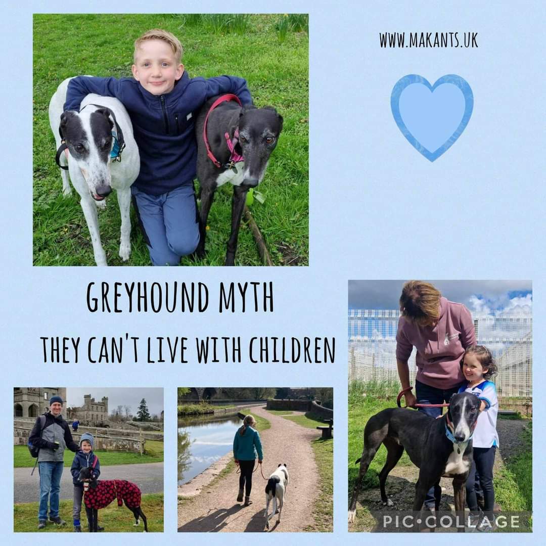 🌟APRIL IS ADOPT A GREYHOUND MONTH🌟 Greyhounds are good pets to have around children since they are generally of a gentle and placid nature. As with all breeds, common sense and adult supervision is advised. Details on makants.uk