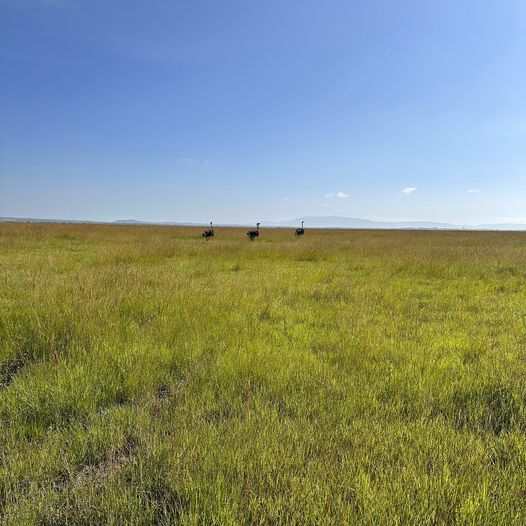 A ‘herd’ of ostriches? Nope! It’s a ‘flock’. Spot these fabulous flocks on your next #MaasaiMara adventure. #Wildlifewednesday #Airkenya #SafariFlying #BushFlying #AirKenyaExperience #Tourism #SafariExperts #LuxurySafari #MagicalKenya #BestWayToFly