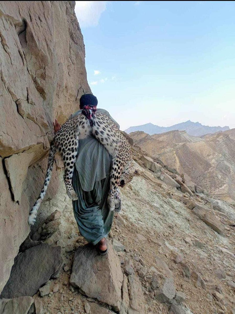 یہ چیتا ہے اس کو ضلع لسبیلہ کی پہاڑی علاقہ پیر بمبل شریف کی علاقے میں مارا ہے، مارخور کی شکار کے دوران