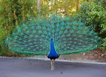 Did you know? Only the male peafowls have eye-catching color and lovely decorative tail feathers. The females are also beautiful but have subtler colors like gray and brown, no blue. Females do not fan out their feathers in the way we know a peacock to do because this behavior,