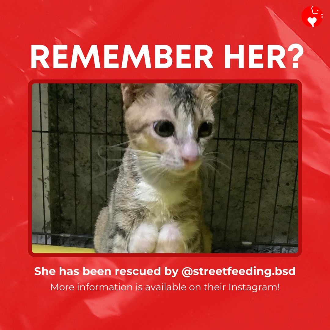 Remember this viral cat❓

Her name’s Stormy and thanks to @/streetfeeding.bsd on Instagram, she's on the road to recovery. 

Support their cause and more furry friends like her! 

Visit their profile to help! 🐱💕 

#CatLovers #SupportAnimalRescue #Indonesia