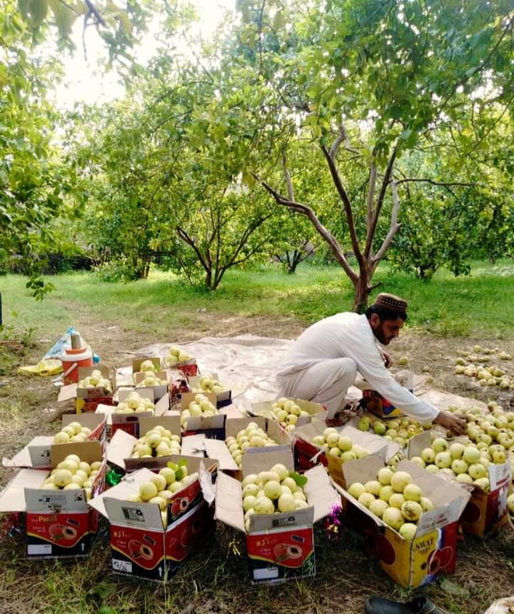 Farmers have invaluable knowledge about the land and its needs. By including them in decision-making processes, we can create agricultural policies that are grounded in real-world experience and expertise.

#آؤ_کسان_کی_آواز_بنیں