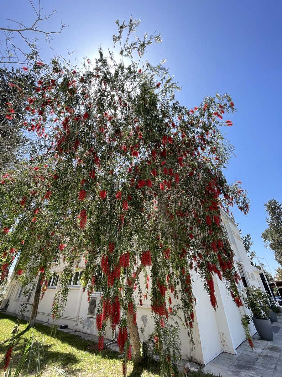 Back in the office after a couple of days off. Greeted by this lovely tree - not only beautiful but literally buzzing with life, a main attraction for bees and other pollinators. A little contribution to biodiversity & sustainability