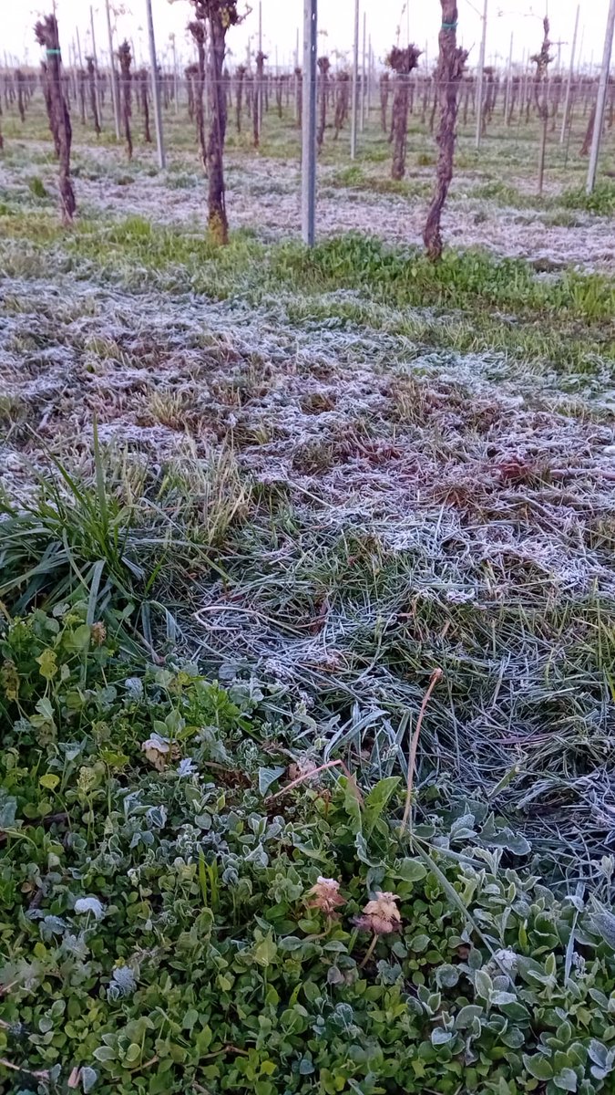 Herrera_JC_'s tweet photo. @HochbergUri Our spring: after a couple of summer weeks with peaks of 30°C in March/April ...🥶 https://t.co/JHvGIEipFw