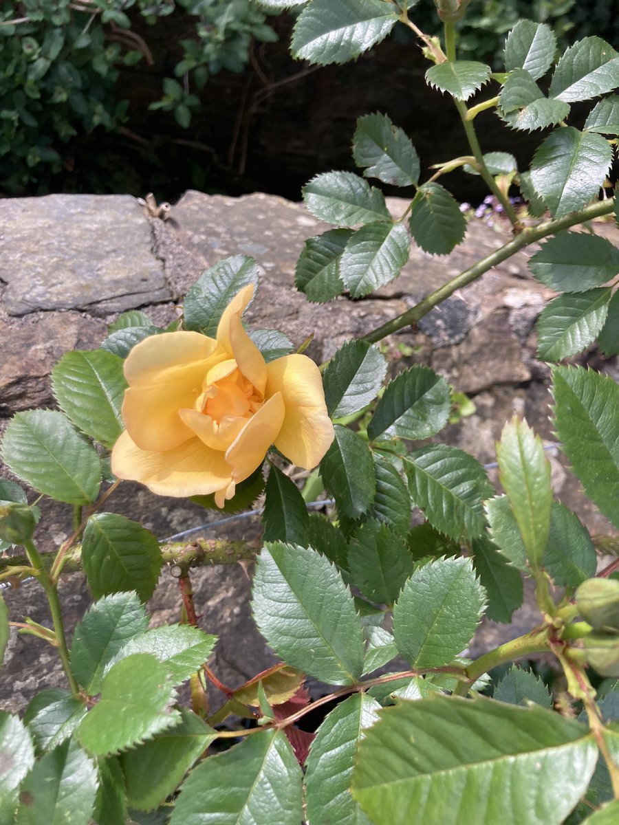 Richard Reynolds tweet media